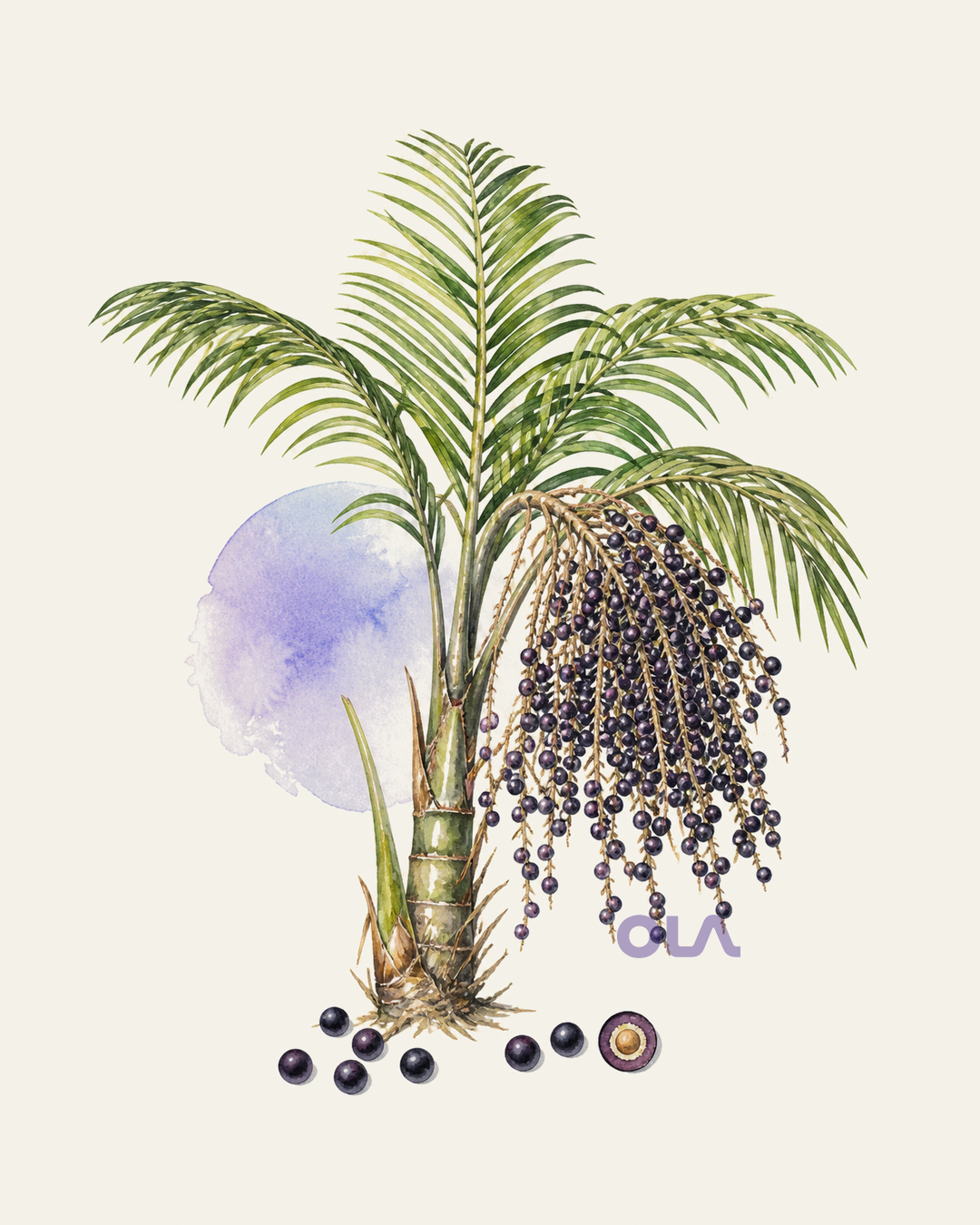 Acuarela botánica contemporánea de Açaí