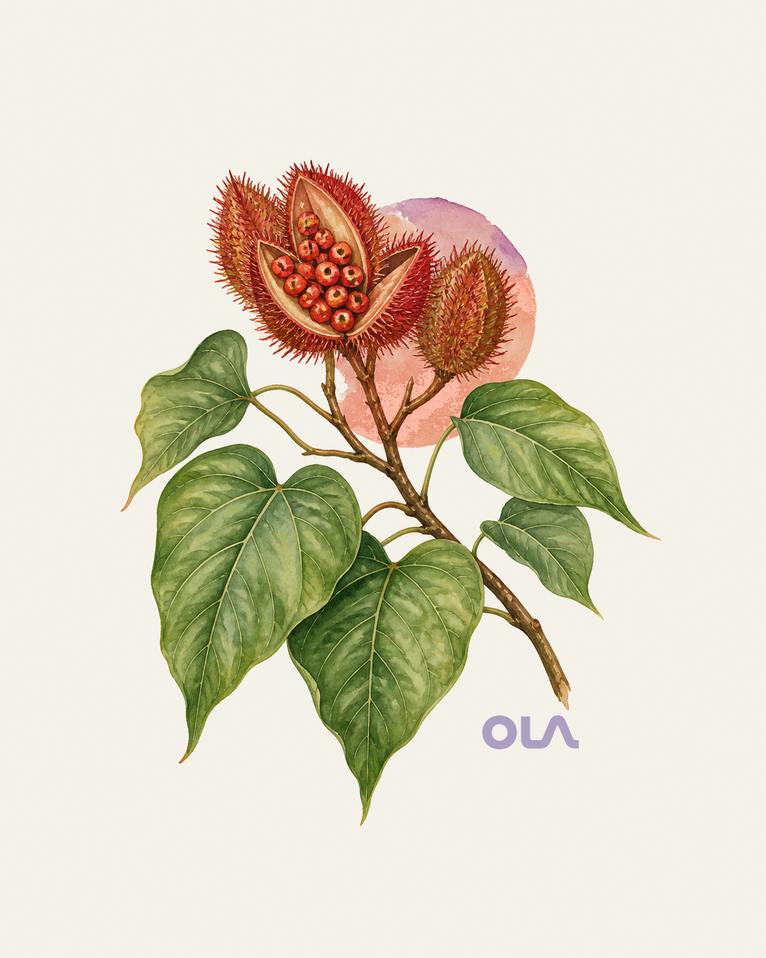 Acuarela botánica contemporánea de Achiote