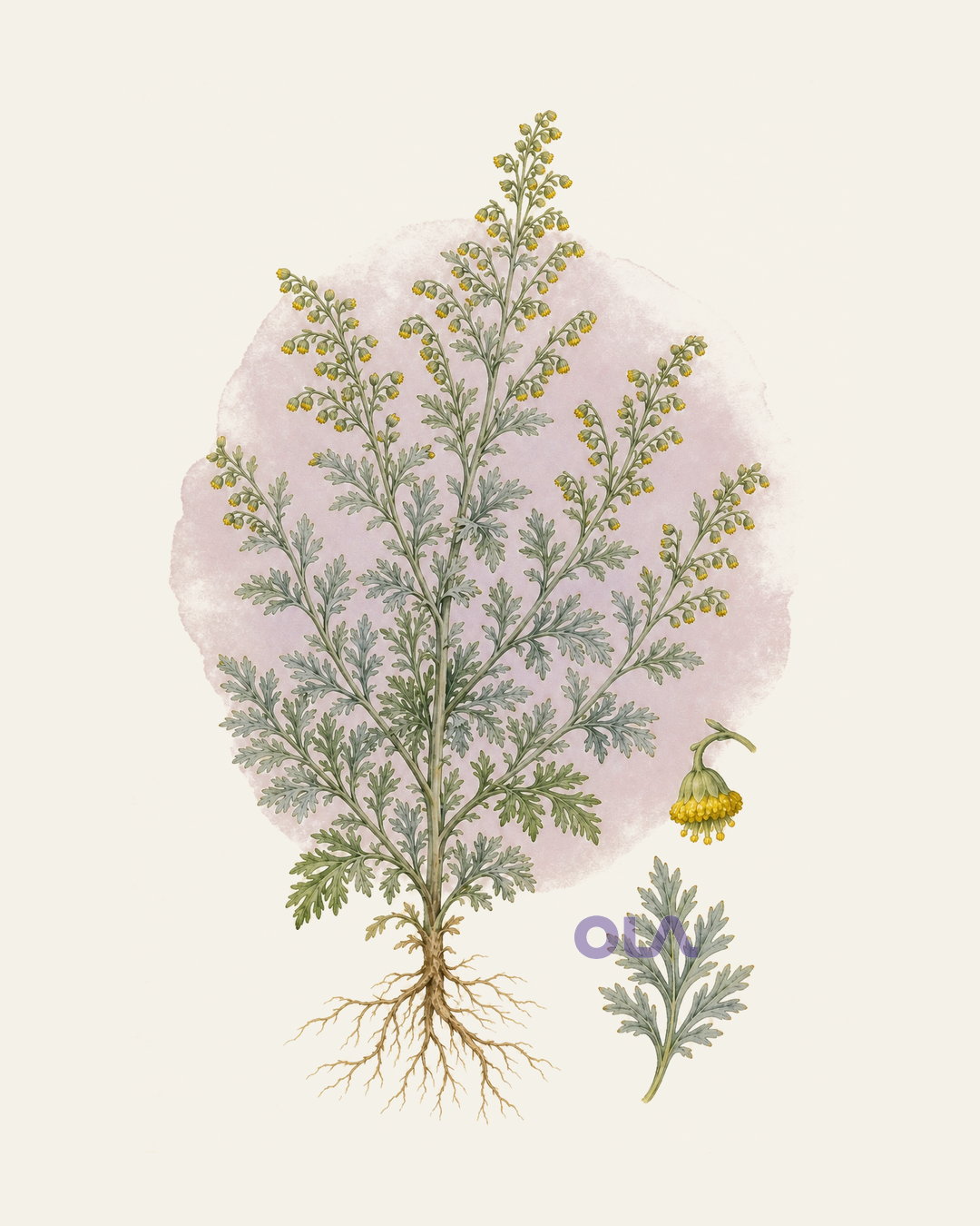 Acuarela botánica contemporánea de ajenjo completo y detalle de hoja y flores