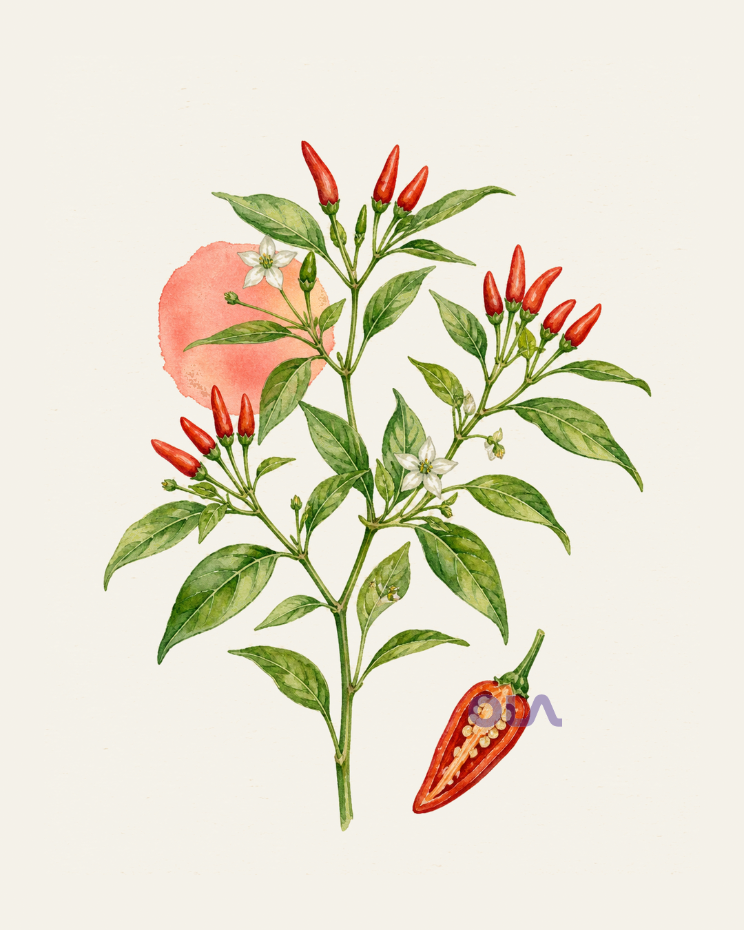 Acuarela botánica contemporánea de Ají picante