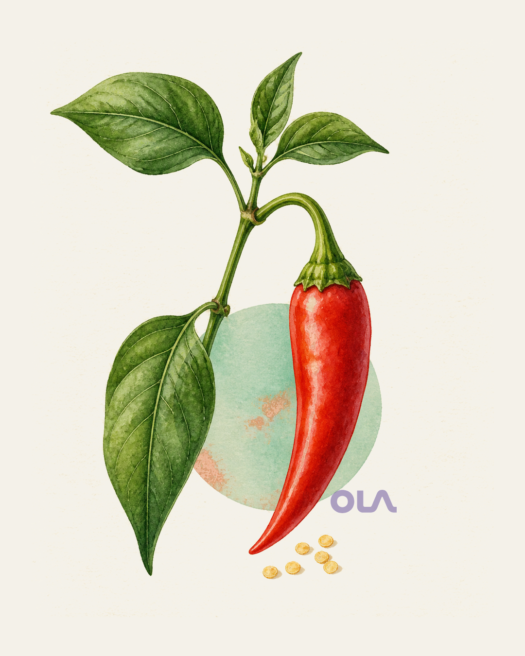 Acuarela botánica contemporánea de Ají o chile