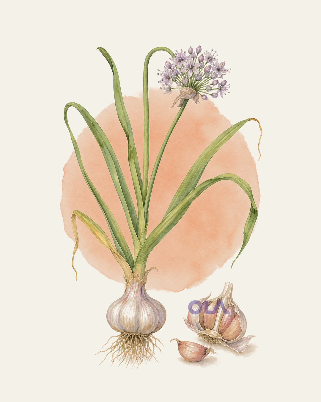 Acuarela botánica contemporánea de ajo completo, con flor, bulbo y dientes