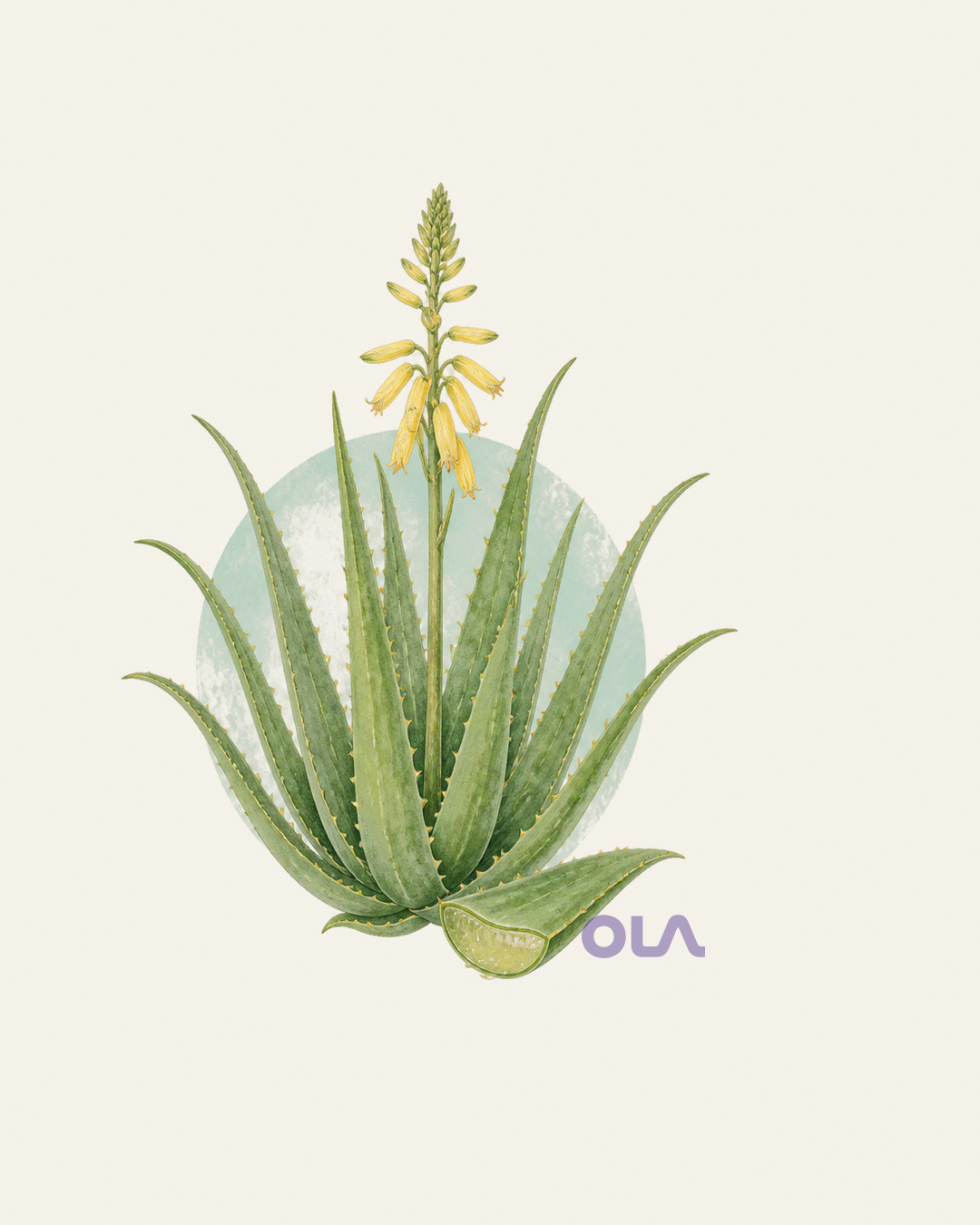 Acuarela botánica contemporánea de aloe vera