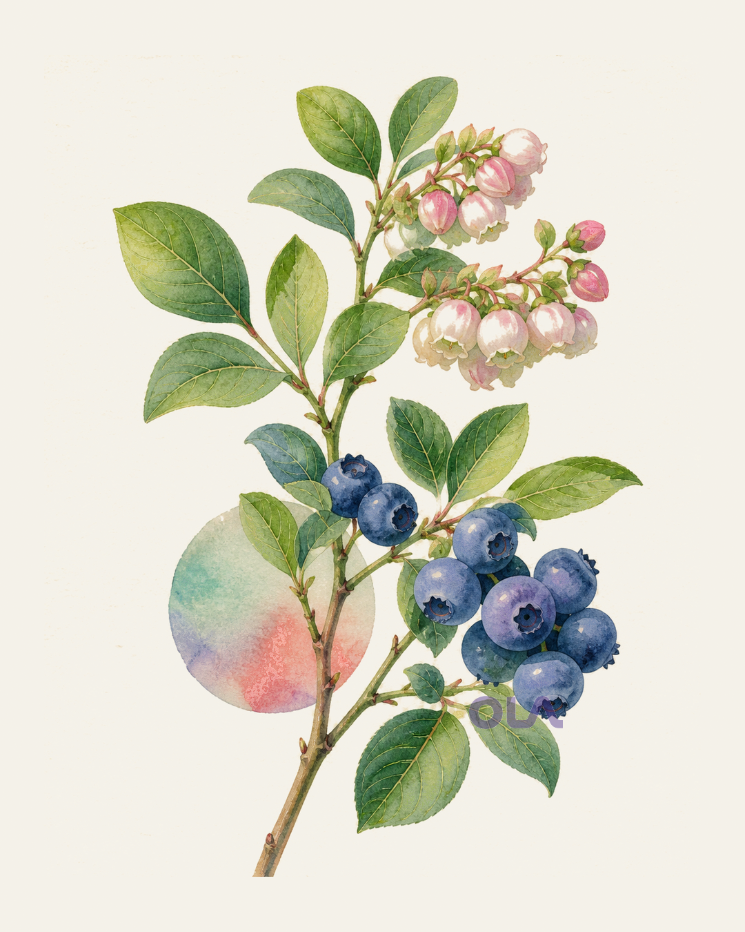 Acuarela botánica contemporánea de Arándano azul