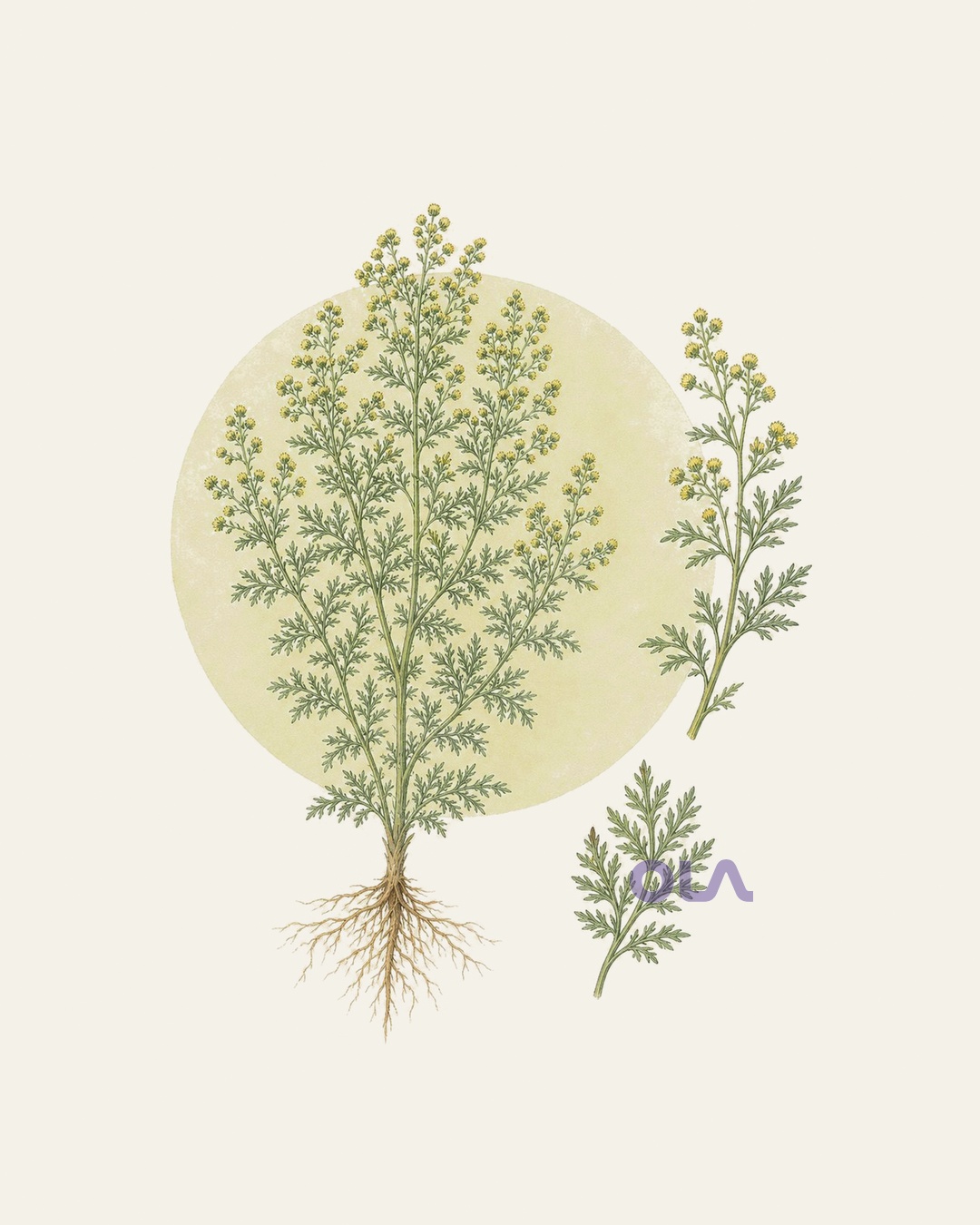 Acuarela botánica contemporánea de Artemisia annua completa
