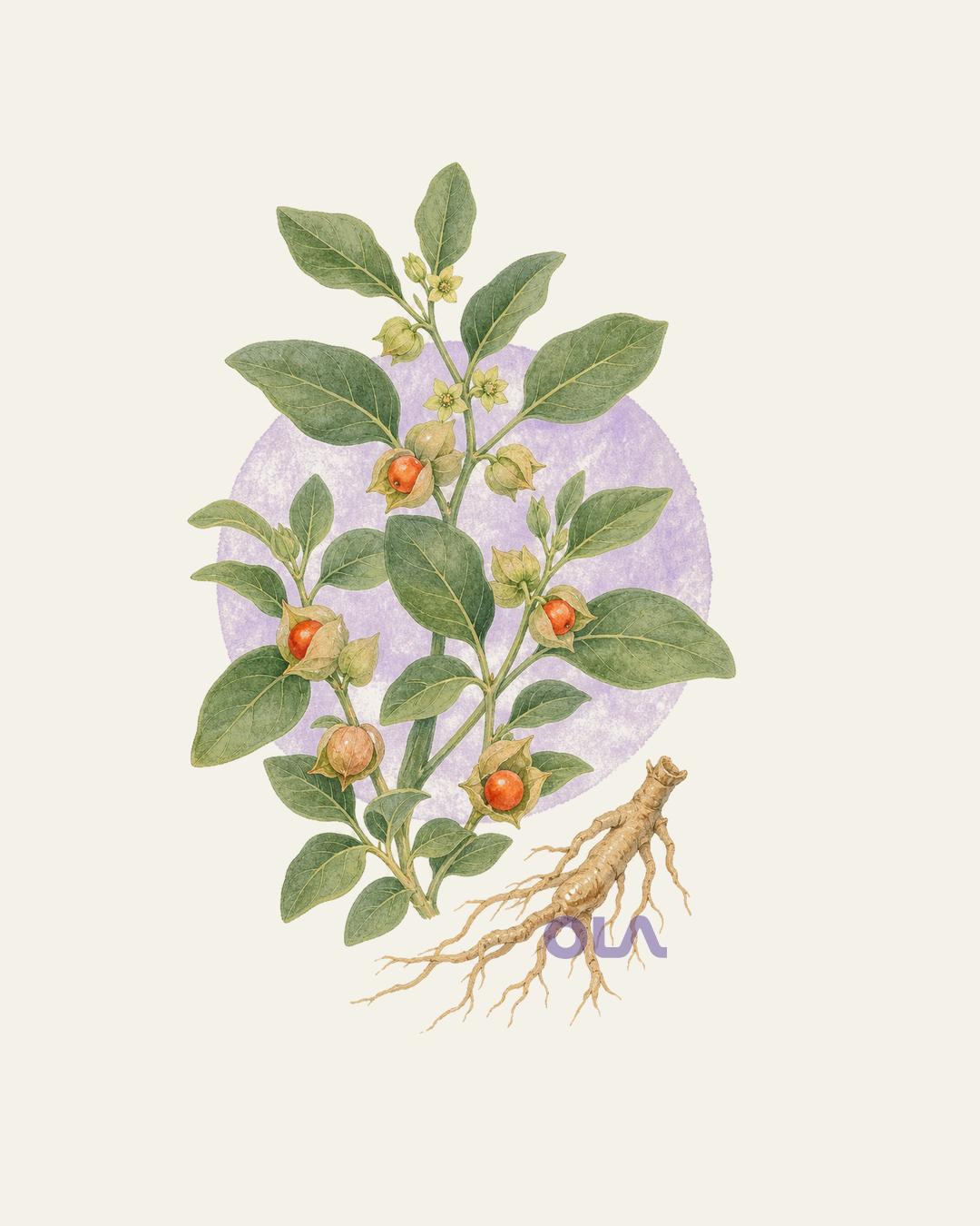 Acuarela botánica contemporánea de ashwagandha