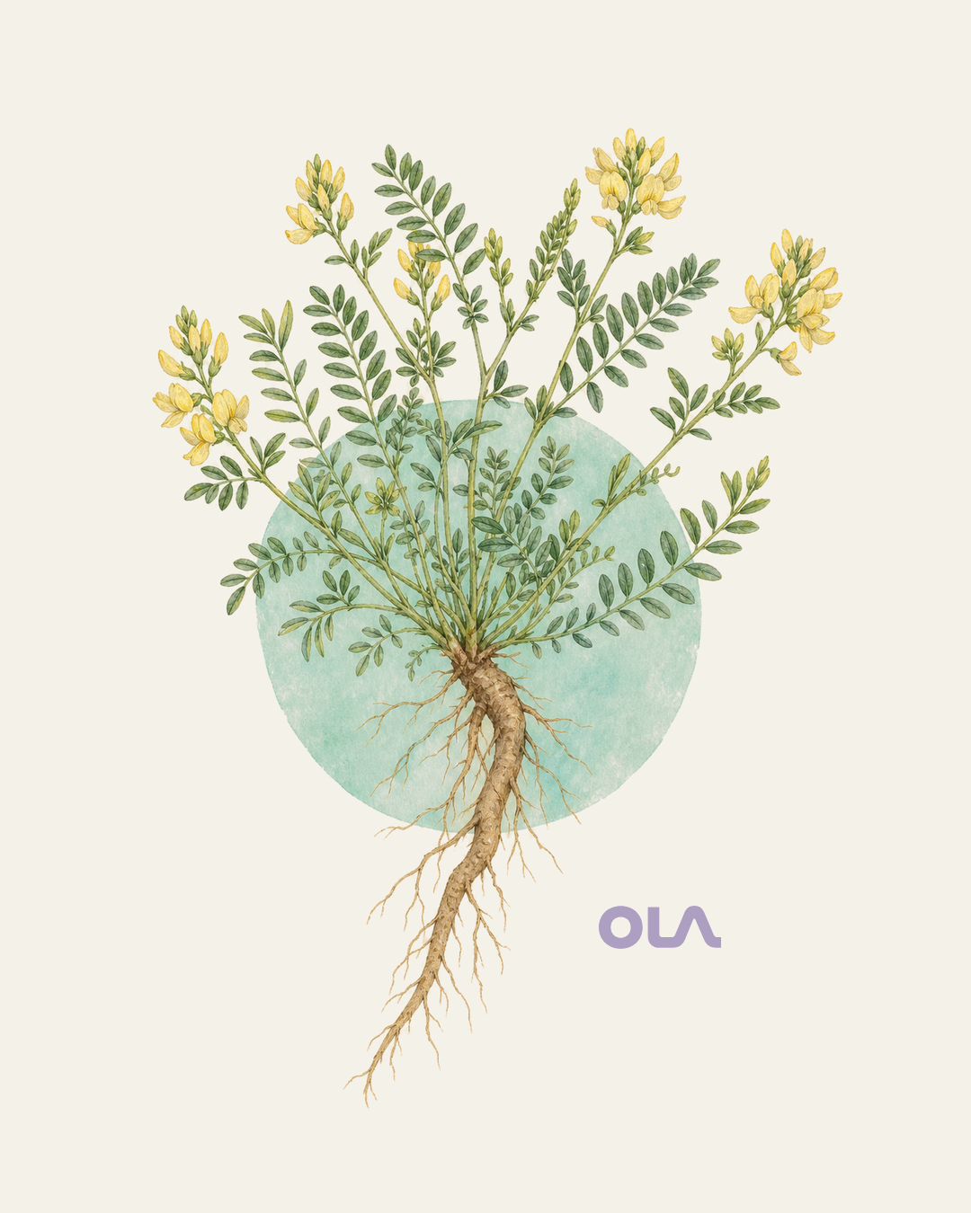 Acuarela botánica contemporánea de astrágalo