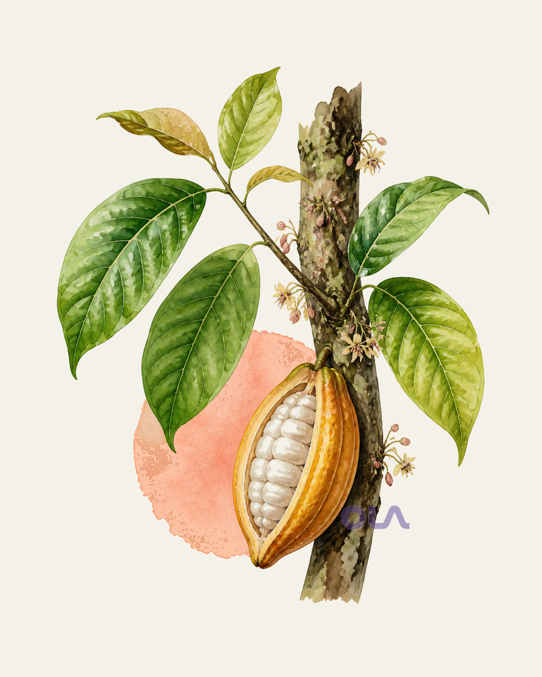 Acuarela botánica contemporánea de Cacao