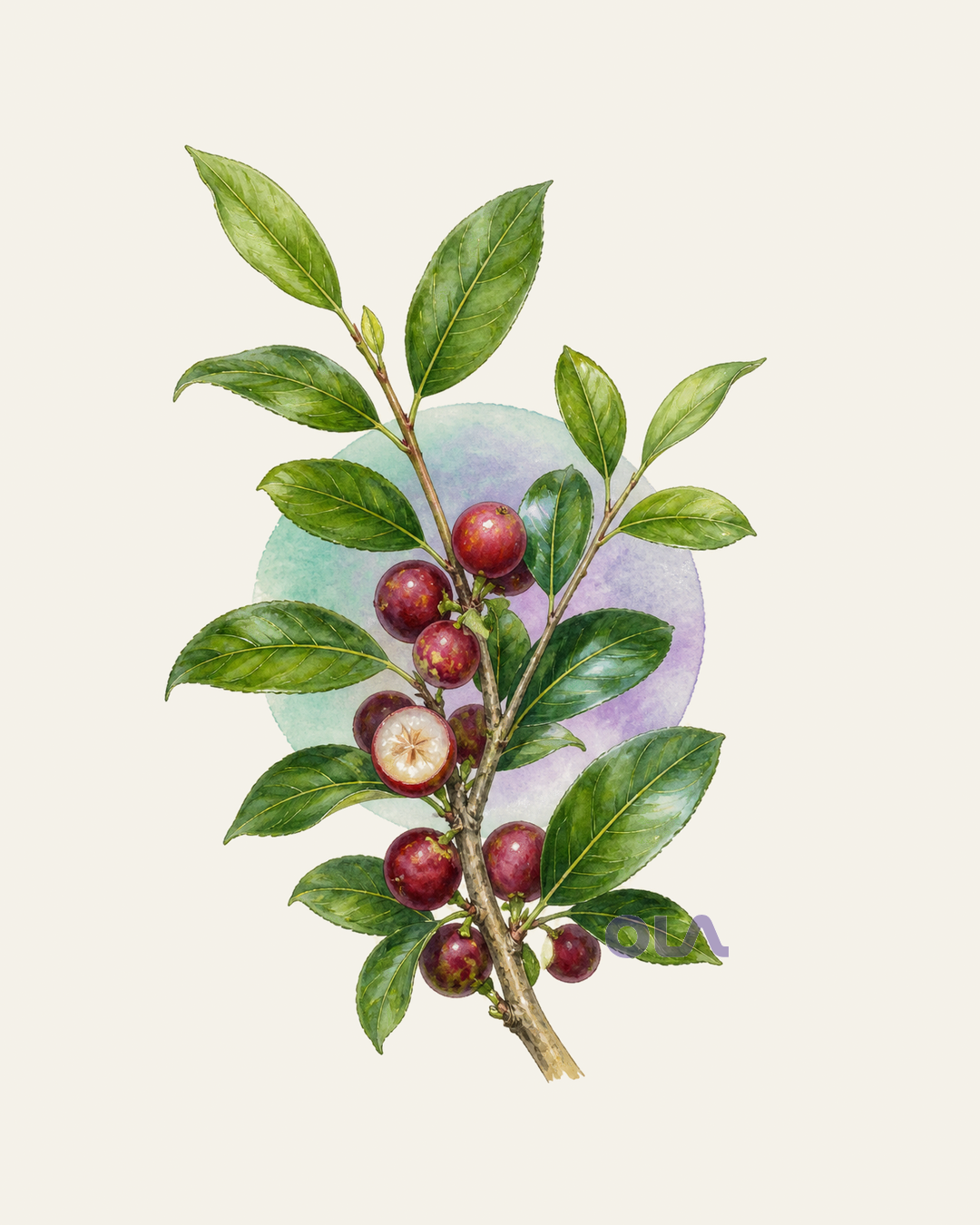 Acuarela botánica contemporánea de Camu-camu