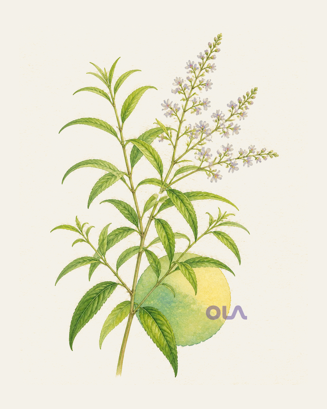 Acuarela botánica contemporánea de Cedrón o verbena limón