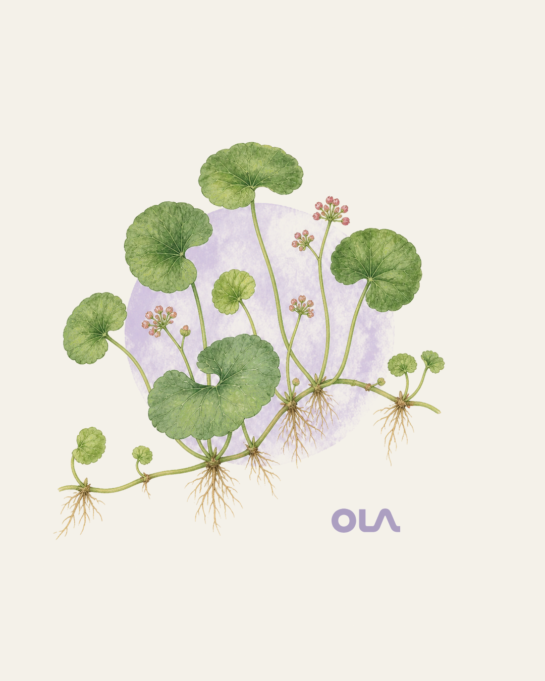 Acuarela botánica contemporánea de centella asiática