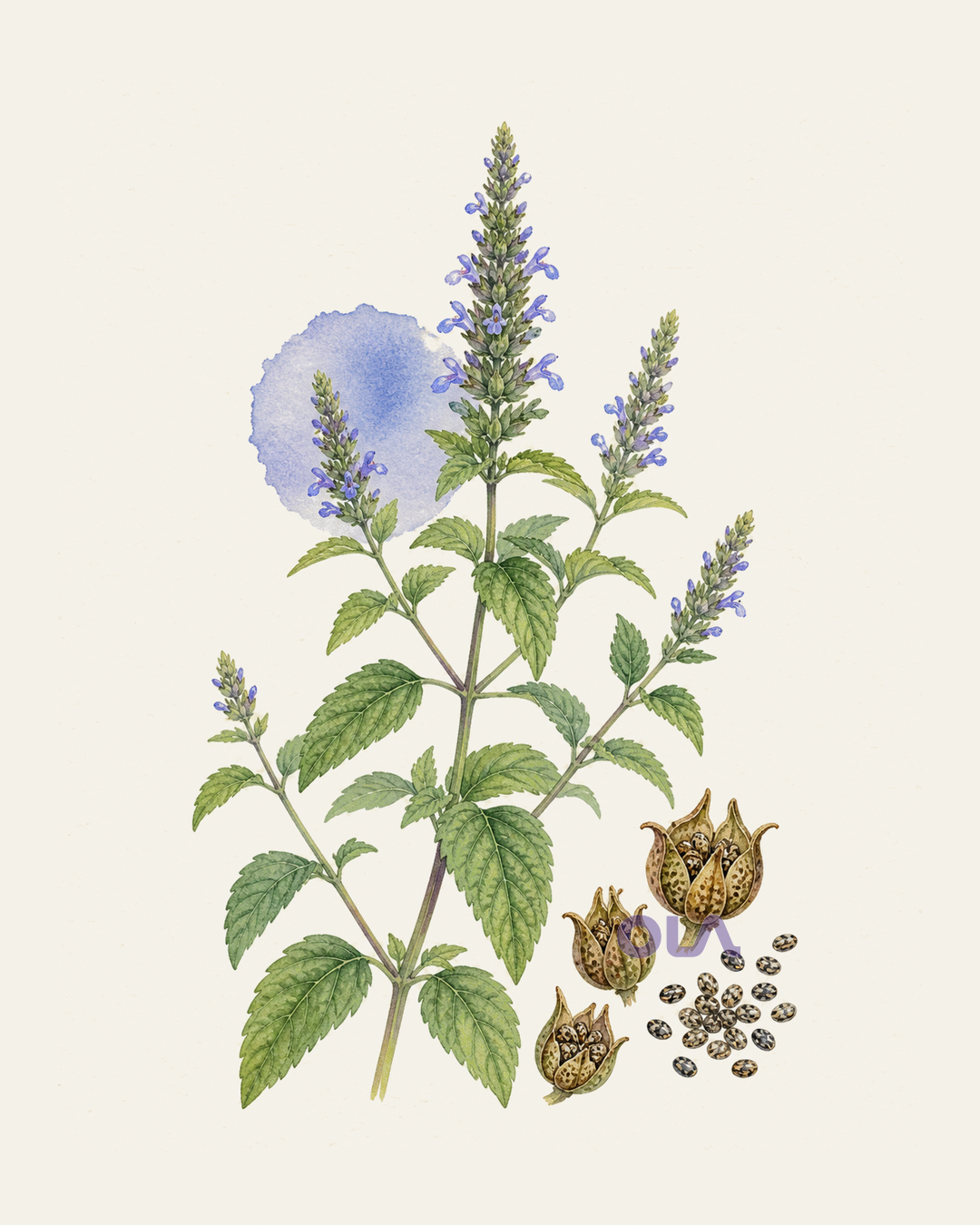 Acuarela botánica contemporánea de Chía