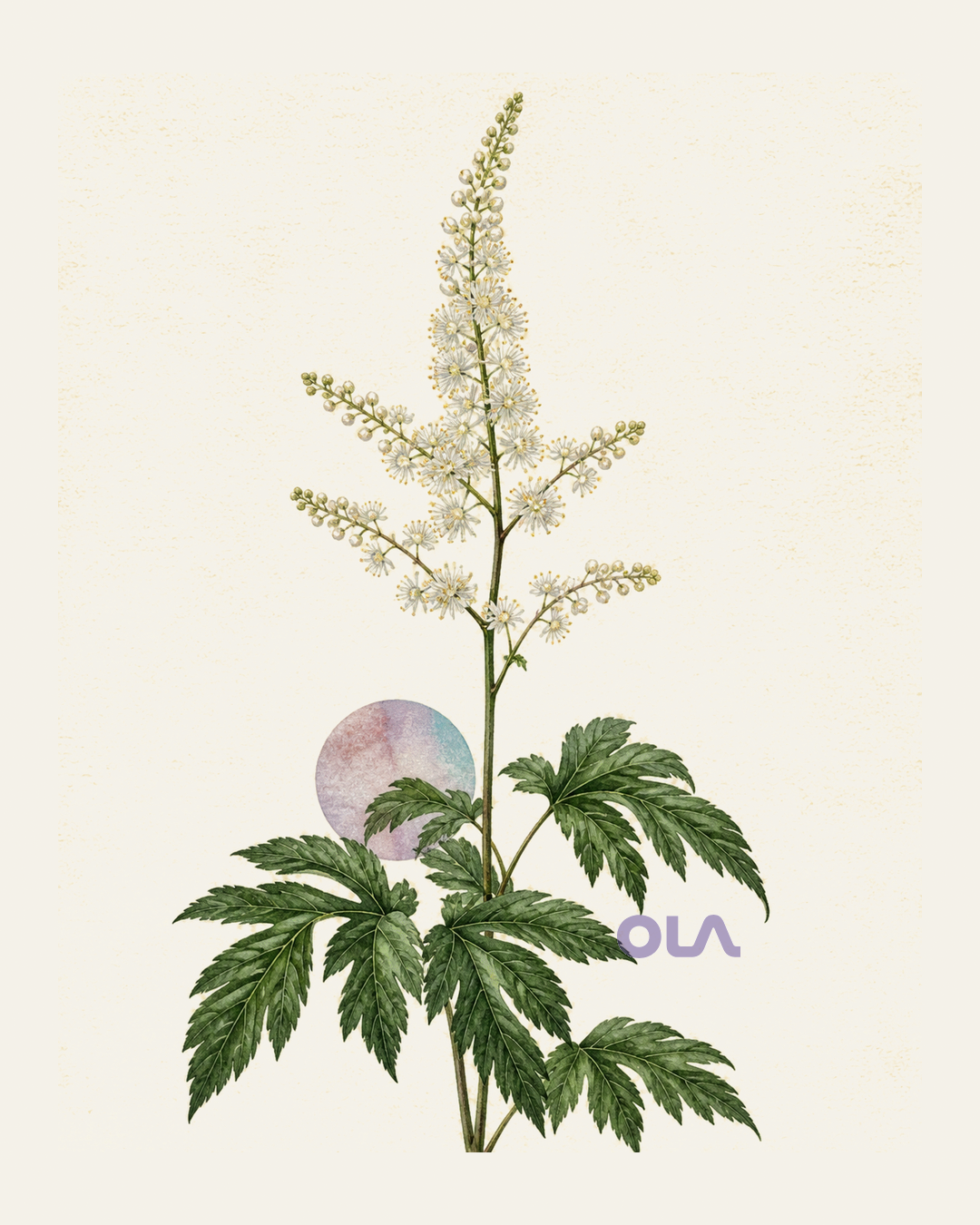 Acuarela botánica contemporánea de Cimicífuga o cohosh negro