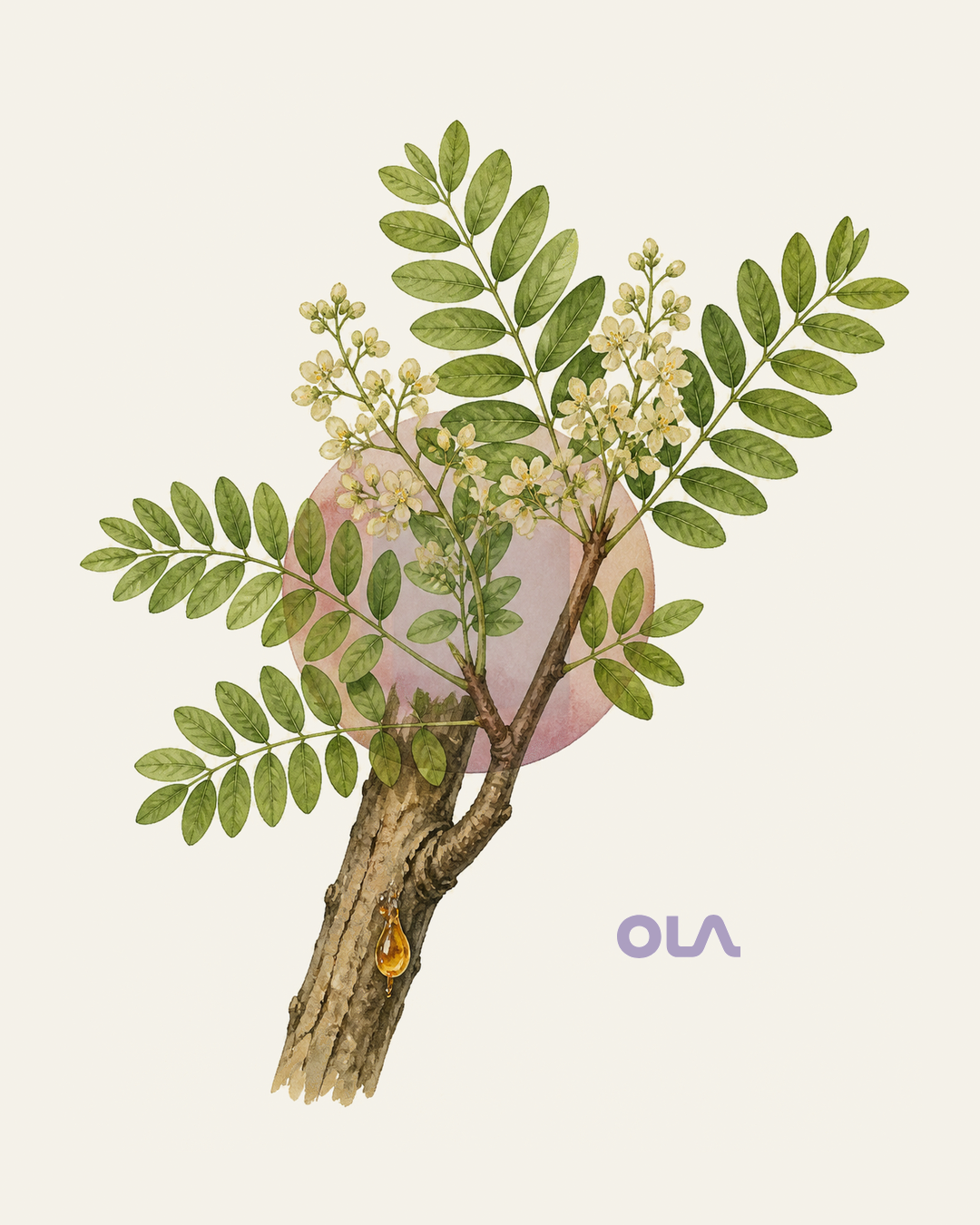 Acuarela botánica contemporánea de Copaiba