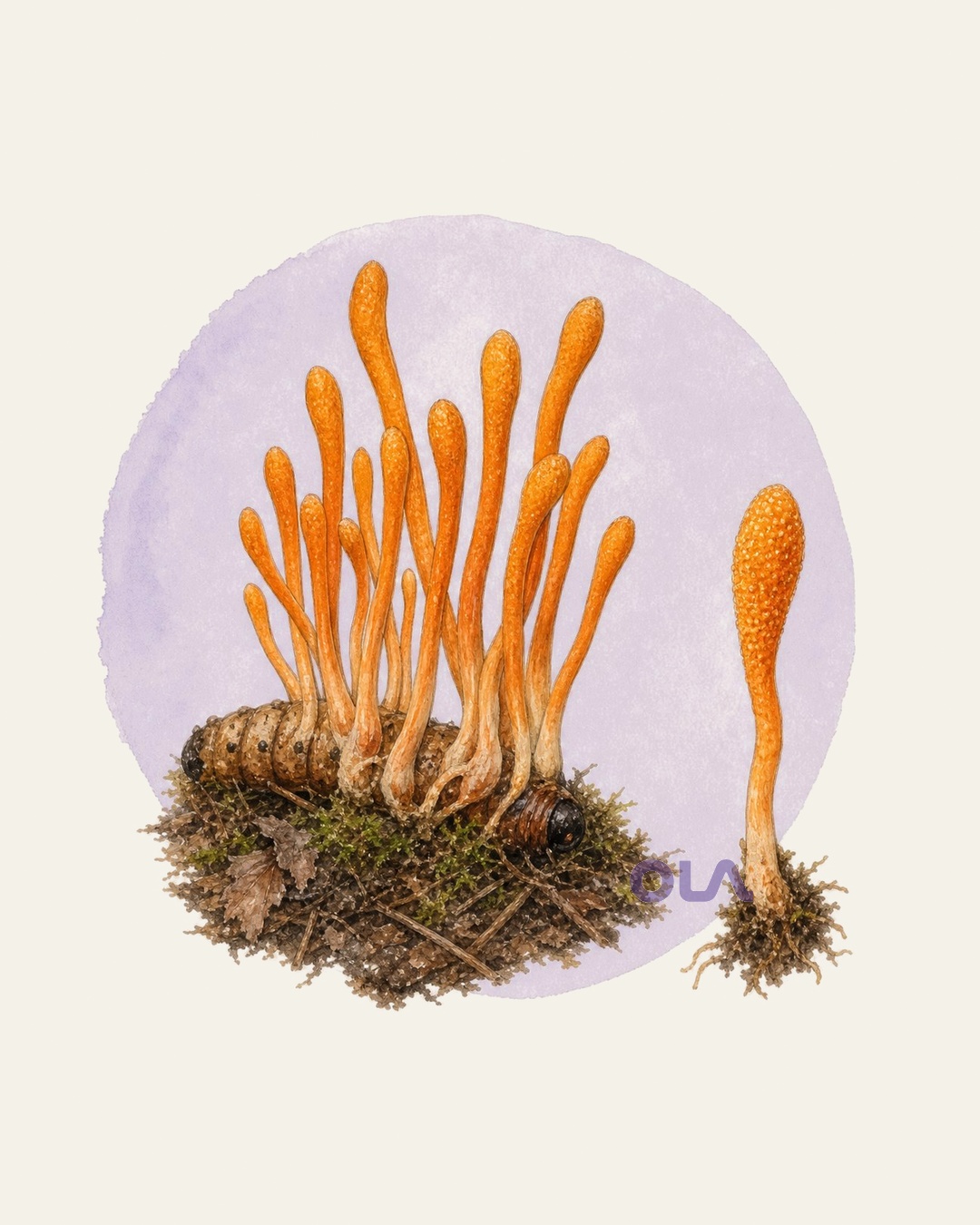 Acuarela micológica contemporánea de Cordyceps militaris