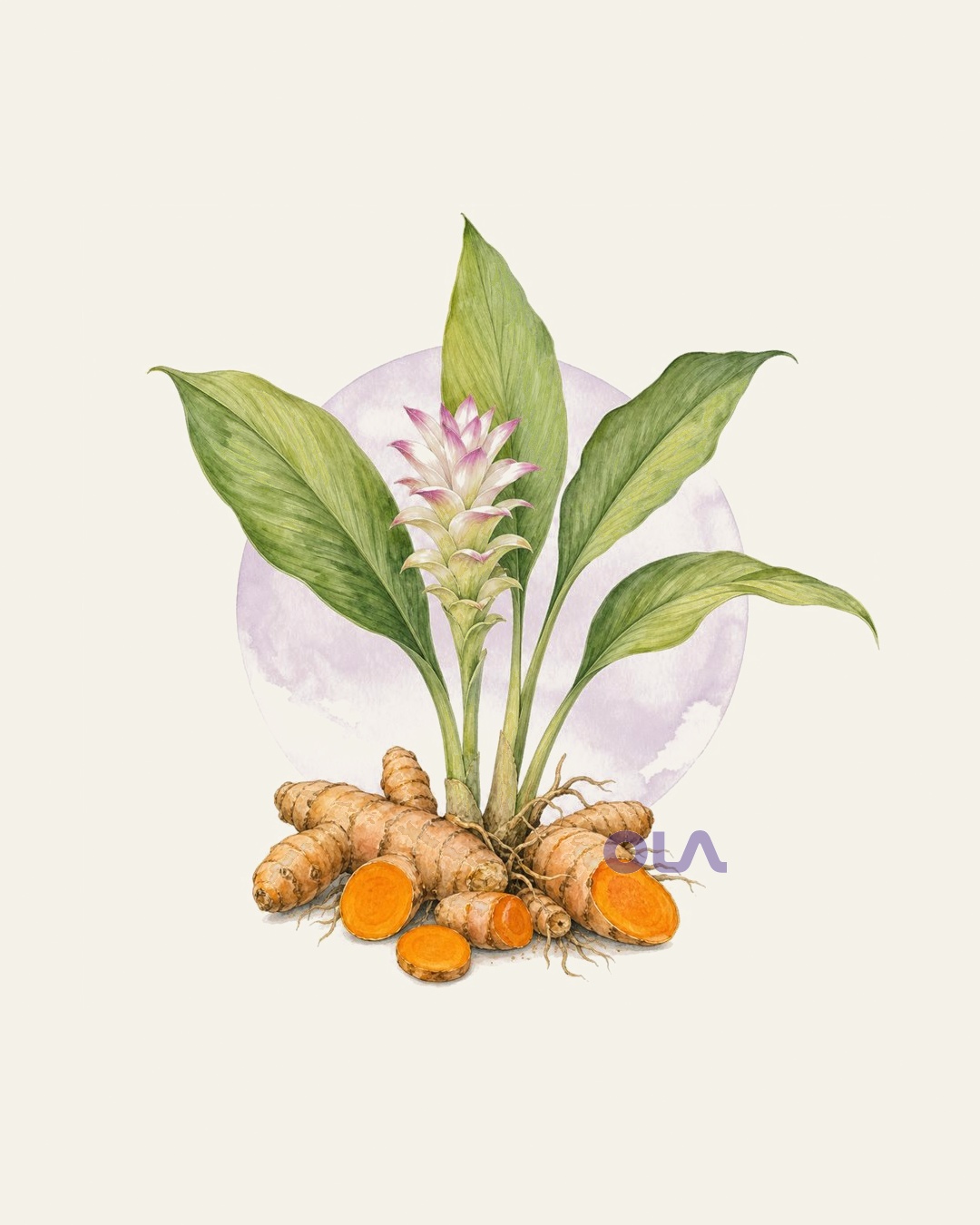 Acuarela botánica contemporánea de cúrcuma