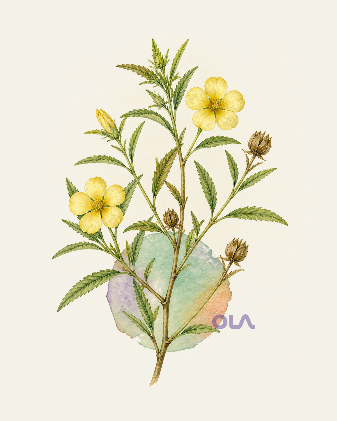 Acuarela botánica contemporánea de Damiana