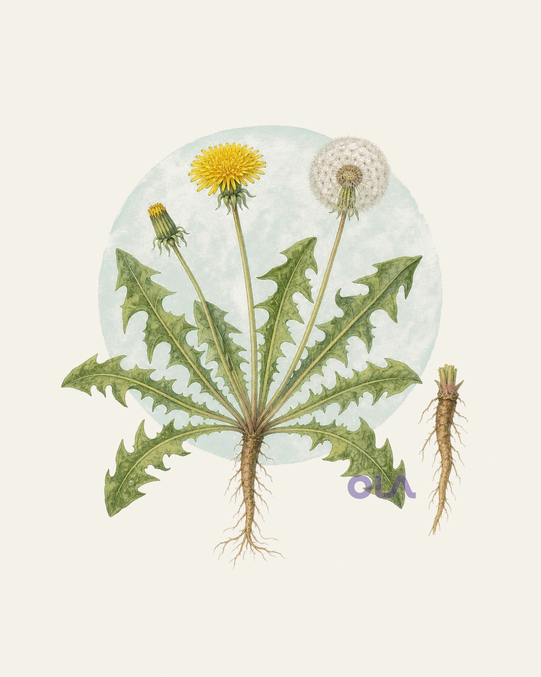Acuarela botánica contemporánea de diente de león con raíz, flor y semillas