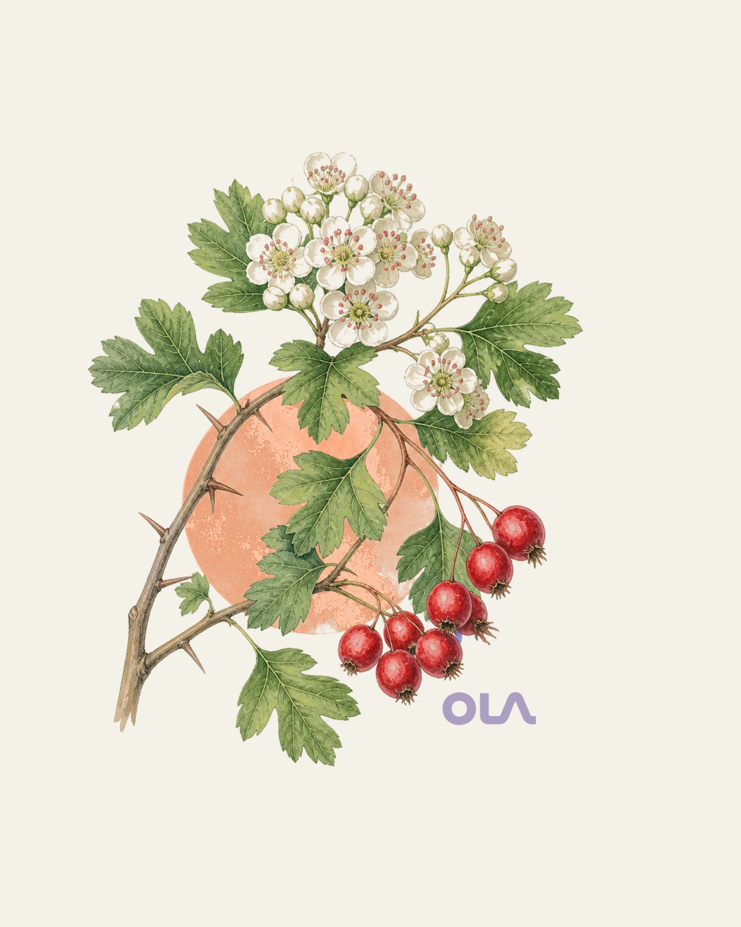 Acuarela botánica contemporánea de espino blanco