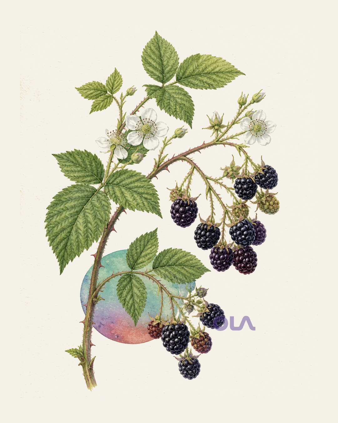 Acuarela botánica contemporánea de Frambuesa negra americana