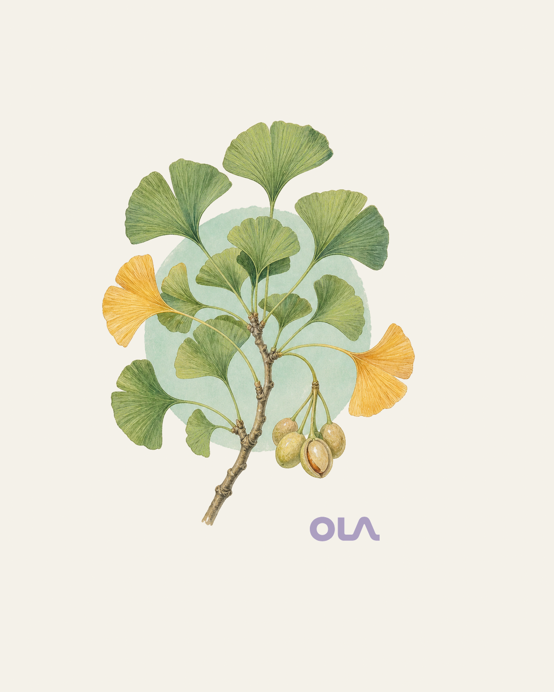 Acuarela botánica contemporánea de ginkgo
