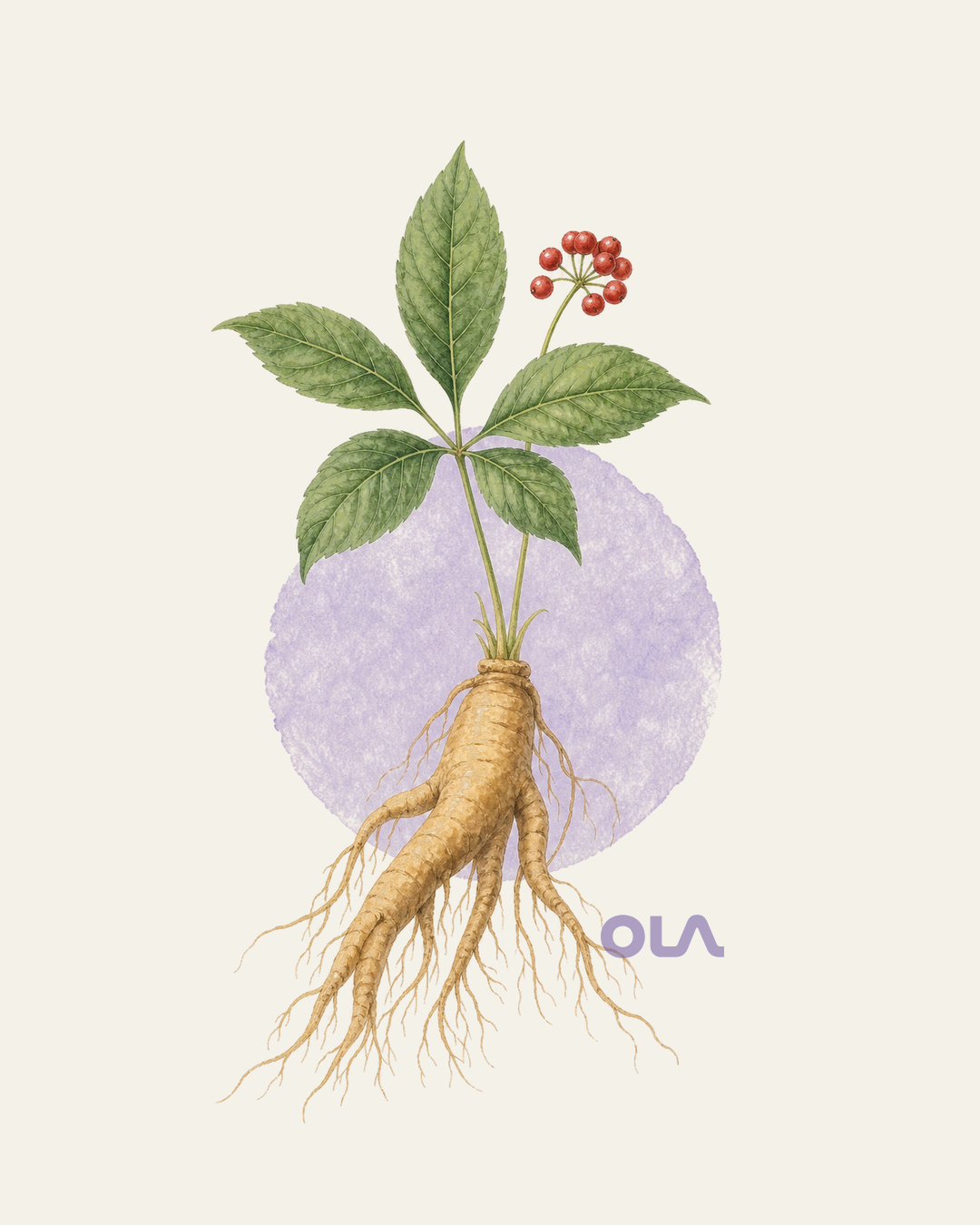 Acuarela botánica contemporánea de ginseng asiático