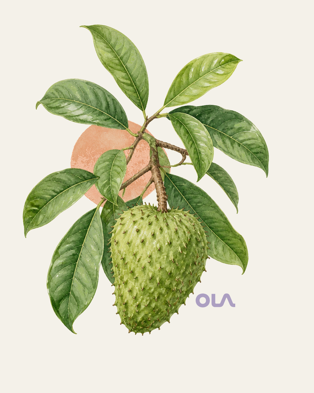 Acuarela botánica contemporánea de Guanábana