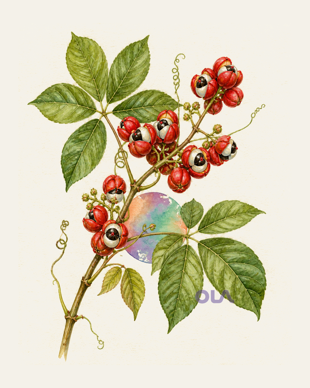 Acuarela botánica contemporánea de Guaraná