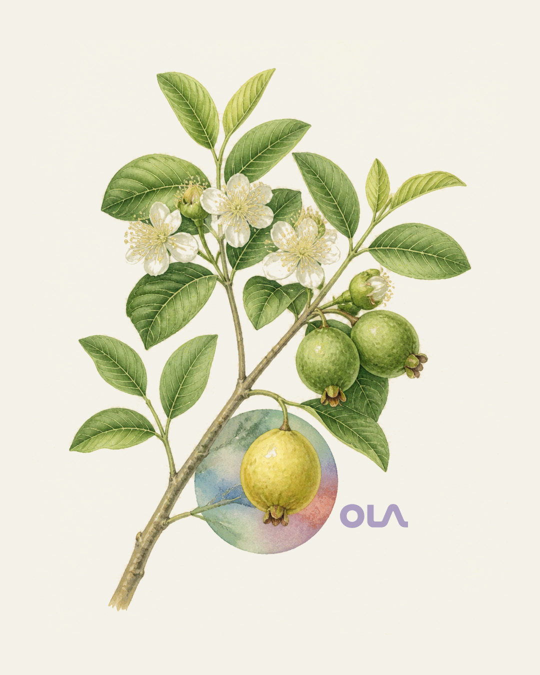 Acuarela botánica contemporánea de Guayaba