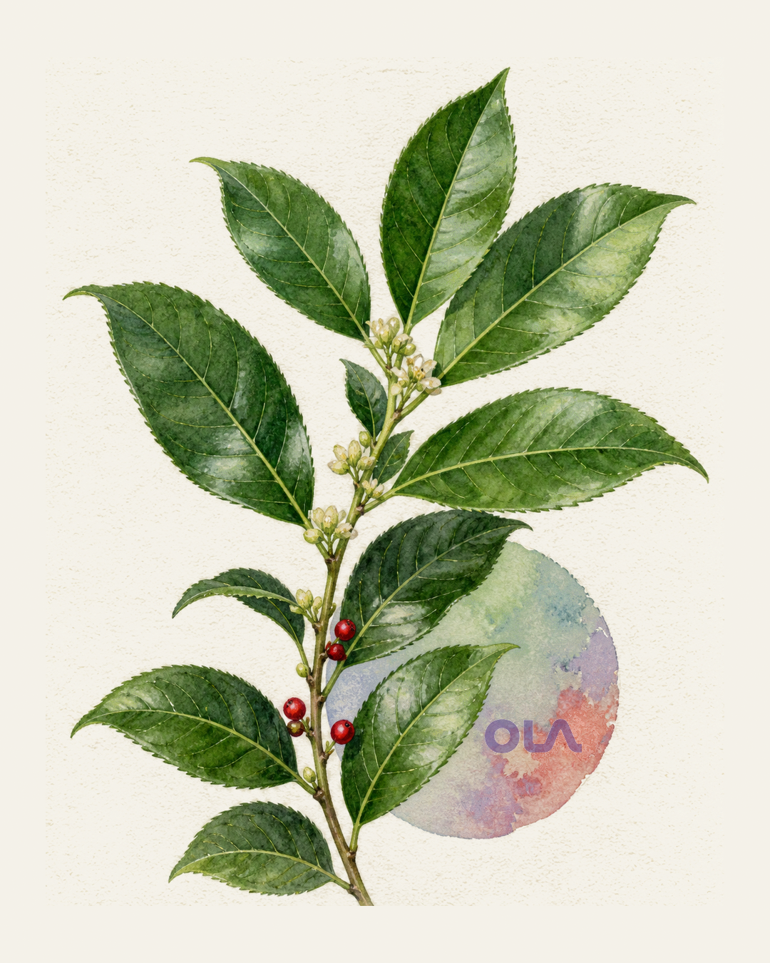 Acuarela botánica contemporánea de Guayusa