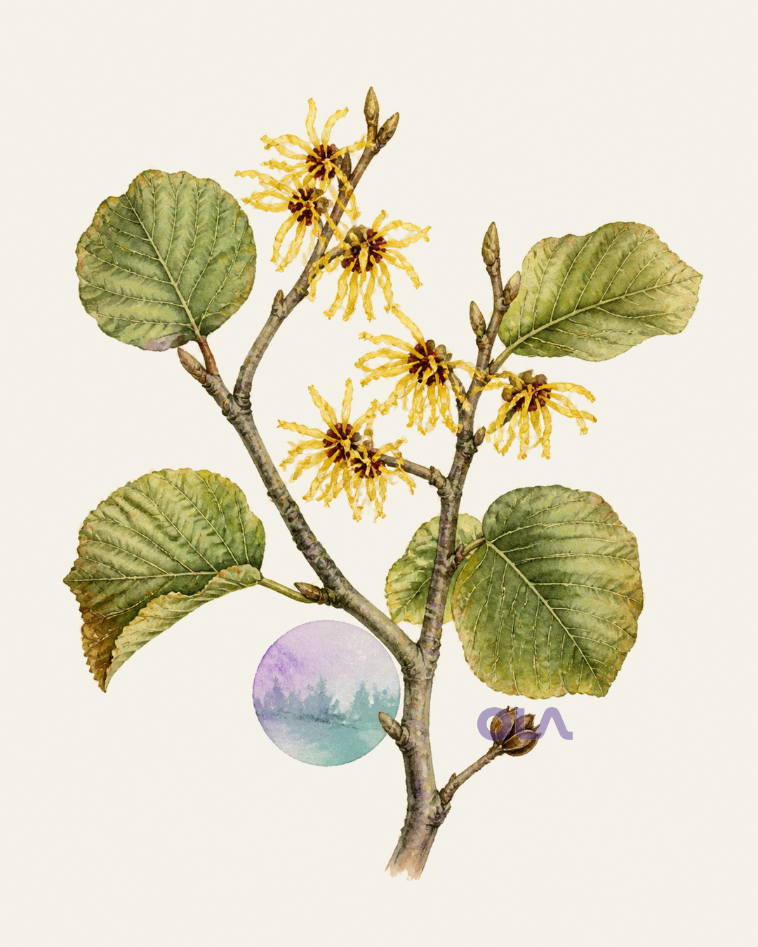 Acuarela botánica contemporánea de Hamamelis o witch hazel