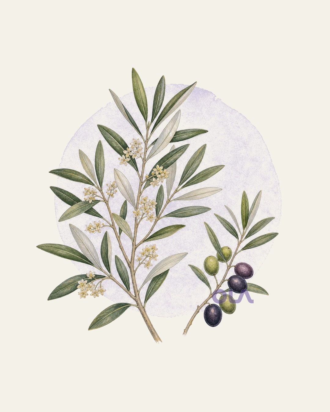 Acuarela botánica contemporánea de hojas, flores y frutos de olivo