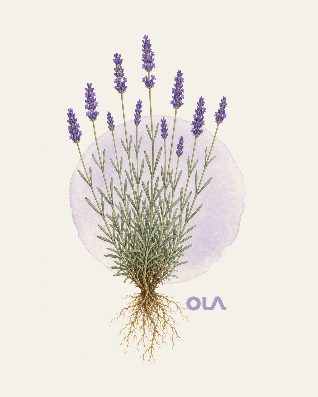 Acuarela botánica contemporánea de lavanda completa y detalle de su flor