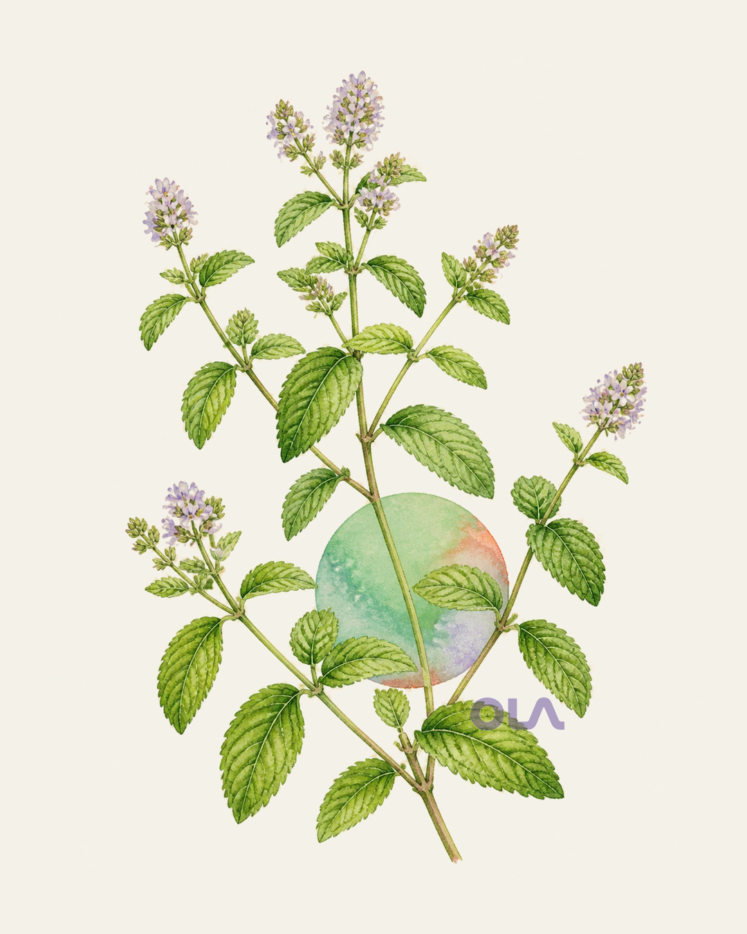 Acuarela botánica contemporánea de Lippia o erva-cidreira