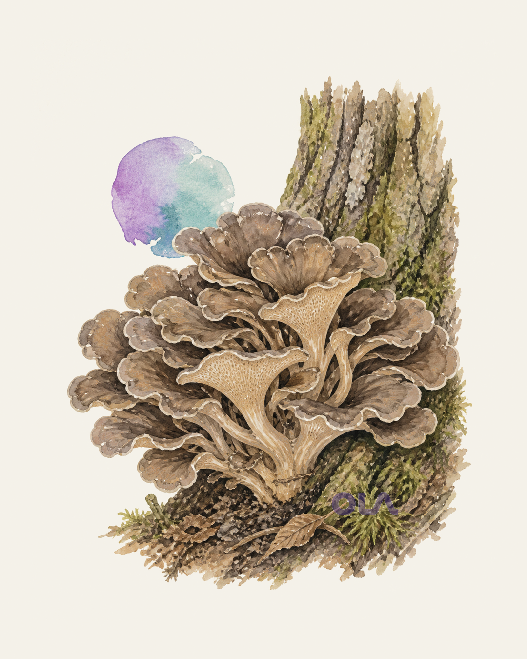 Acuarela botánica contemporánea de Maitake