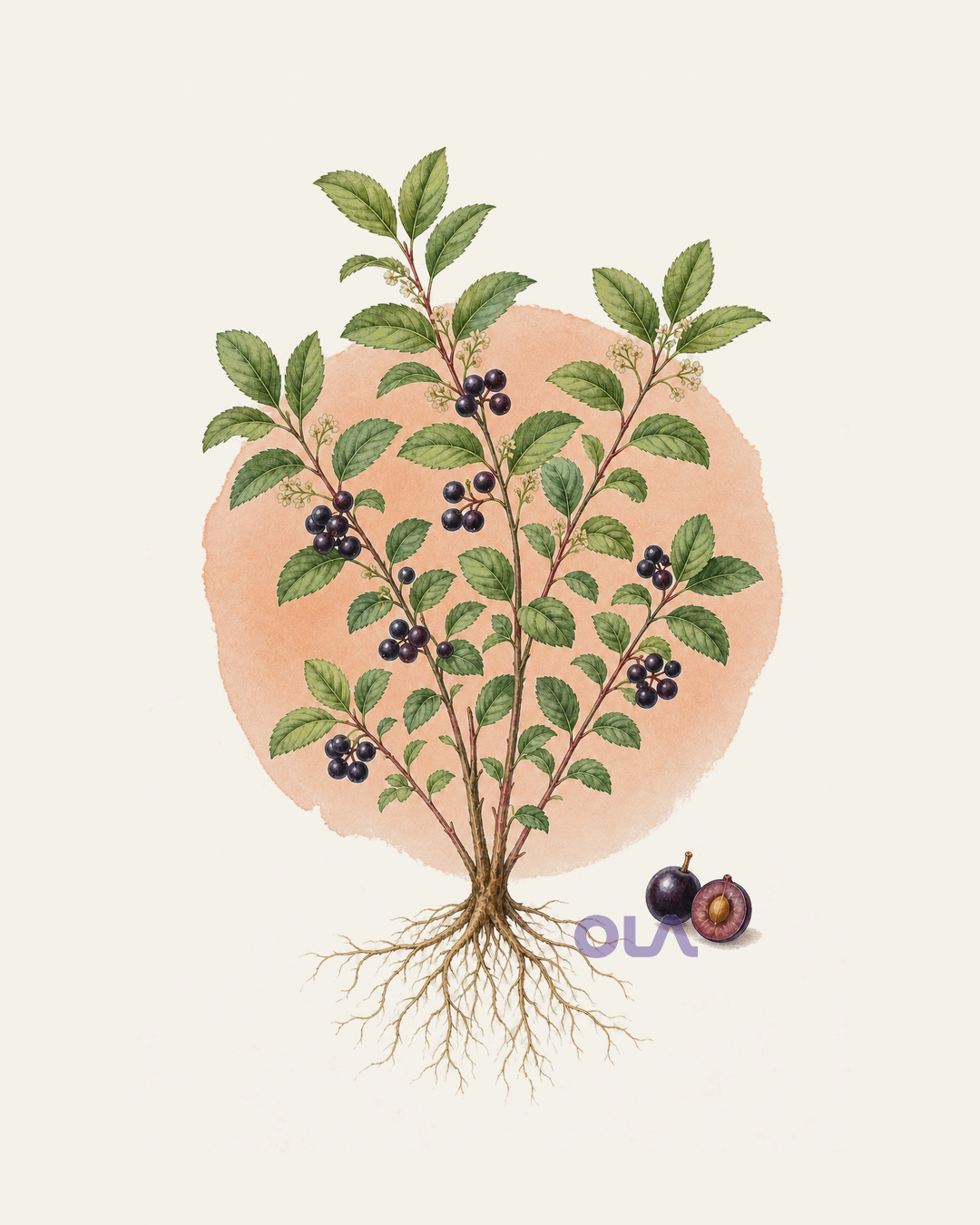 Acuarela botánica contemporánea de maqui completo, con flores y frutos