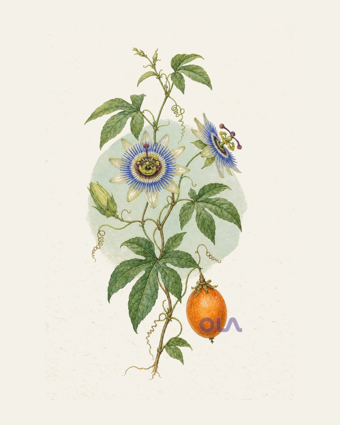 Acuarela botánica contemporánea de mburucuyá completo, con flores y fruto