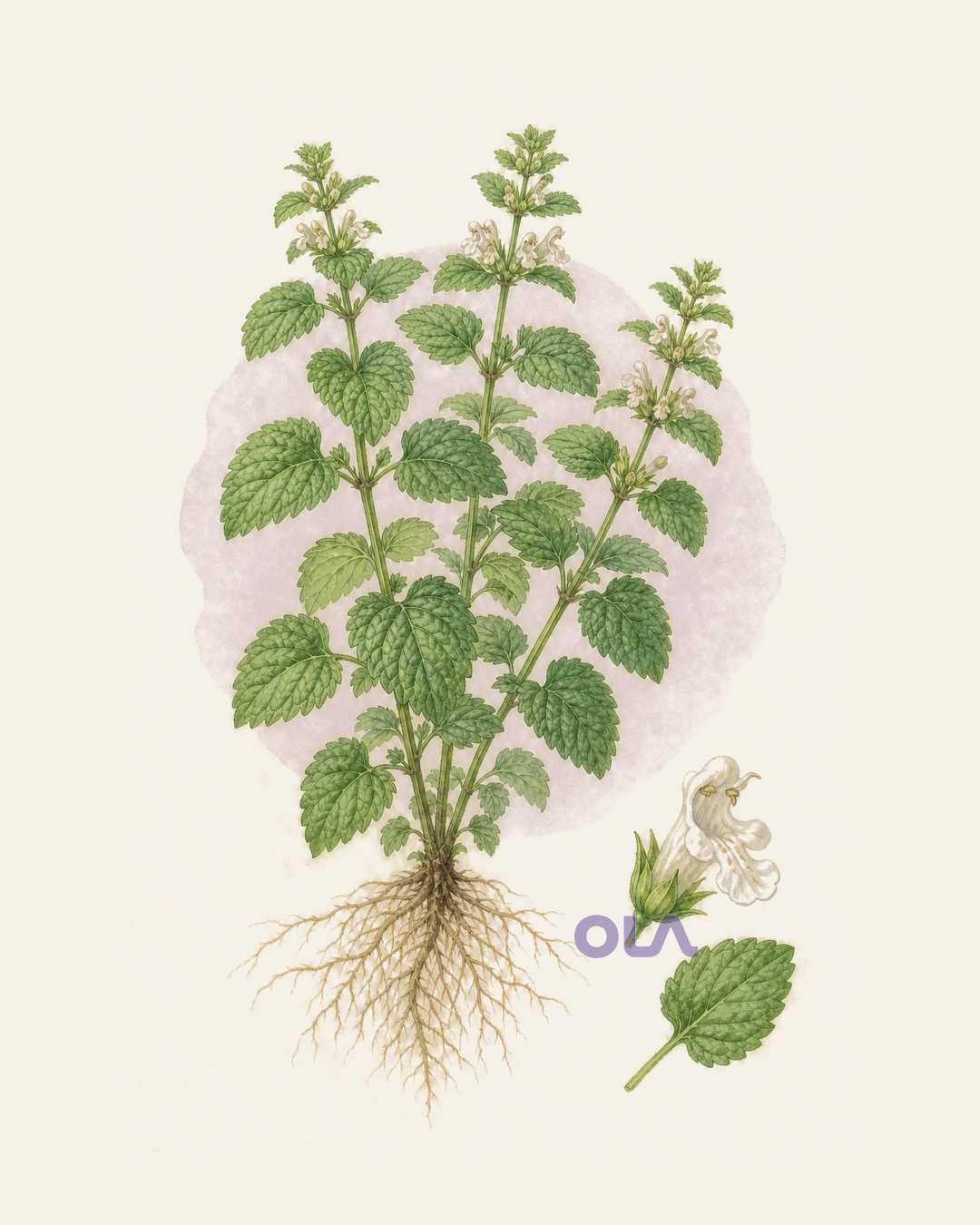 Acuarela botánica contemporánea de melisa completa y detalle de flor y hoja