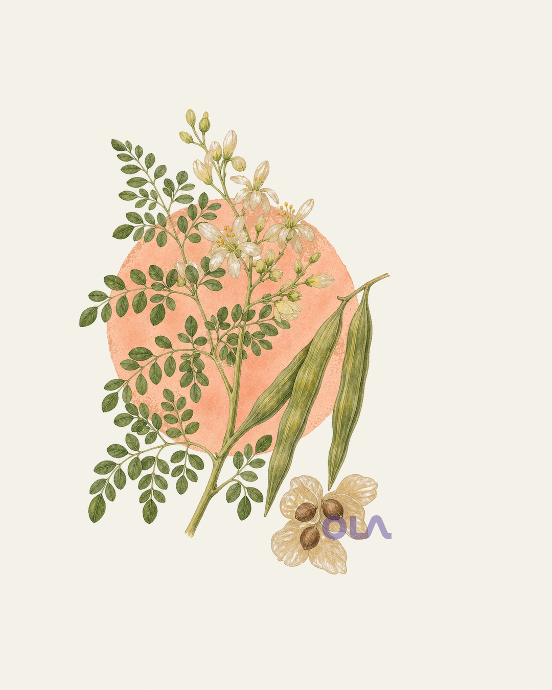 Acuarela botánica contemporánea de moringa