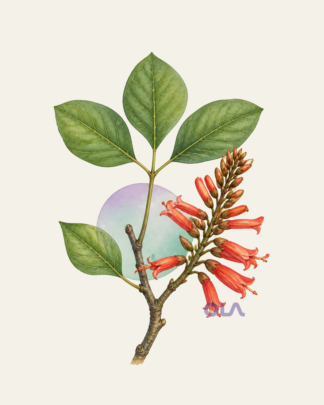 Acuarela botánica contemporánea de Mulungu