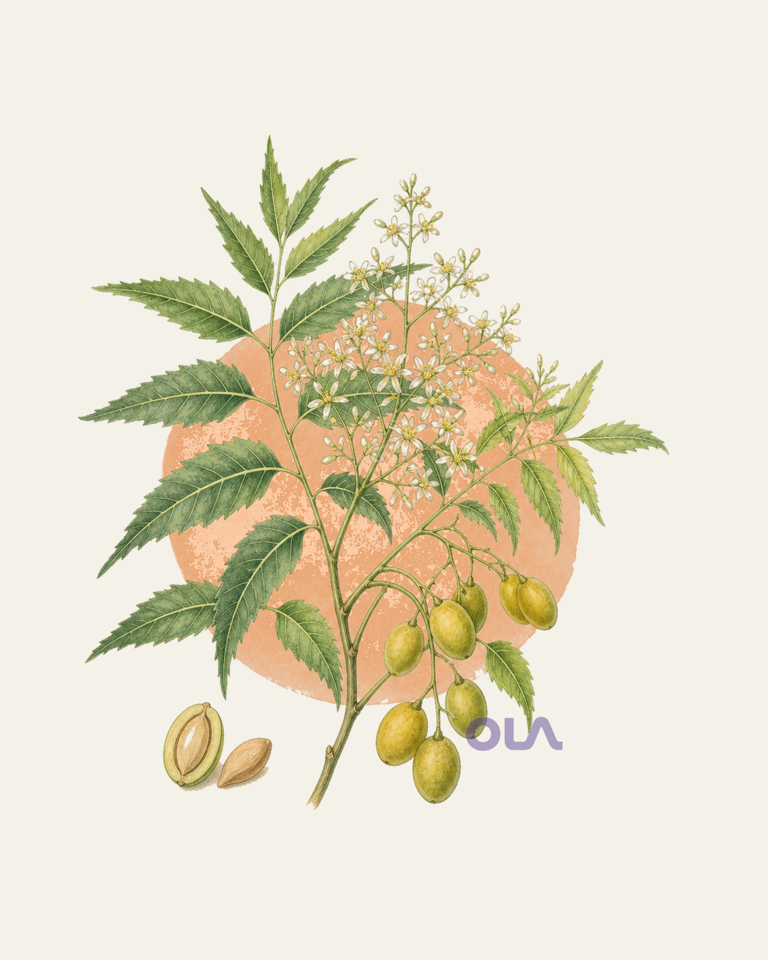 Acuarela botánica contemporánea de neem