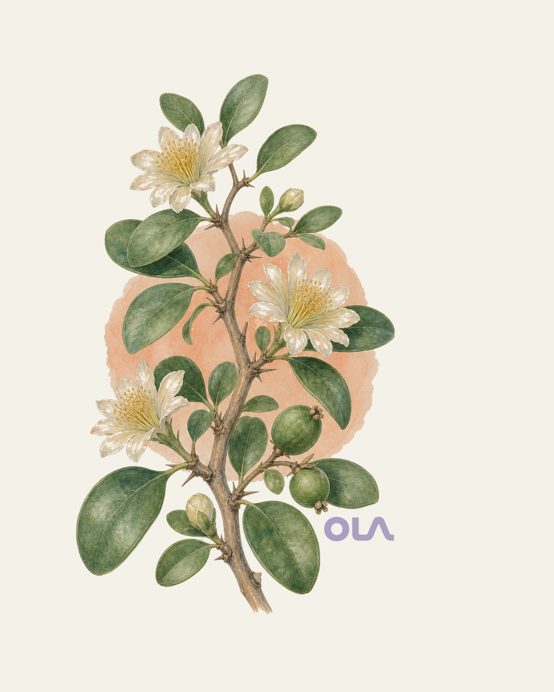 Acuarela botánica contemporánea de Ora-pro-nóbis