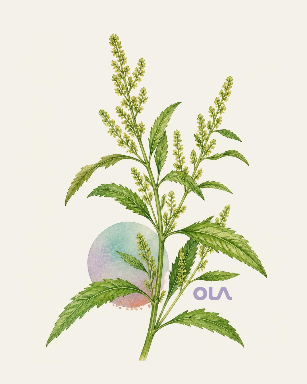 Acuarela botánica contemporánea de Paico o epazote