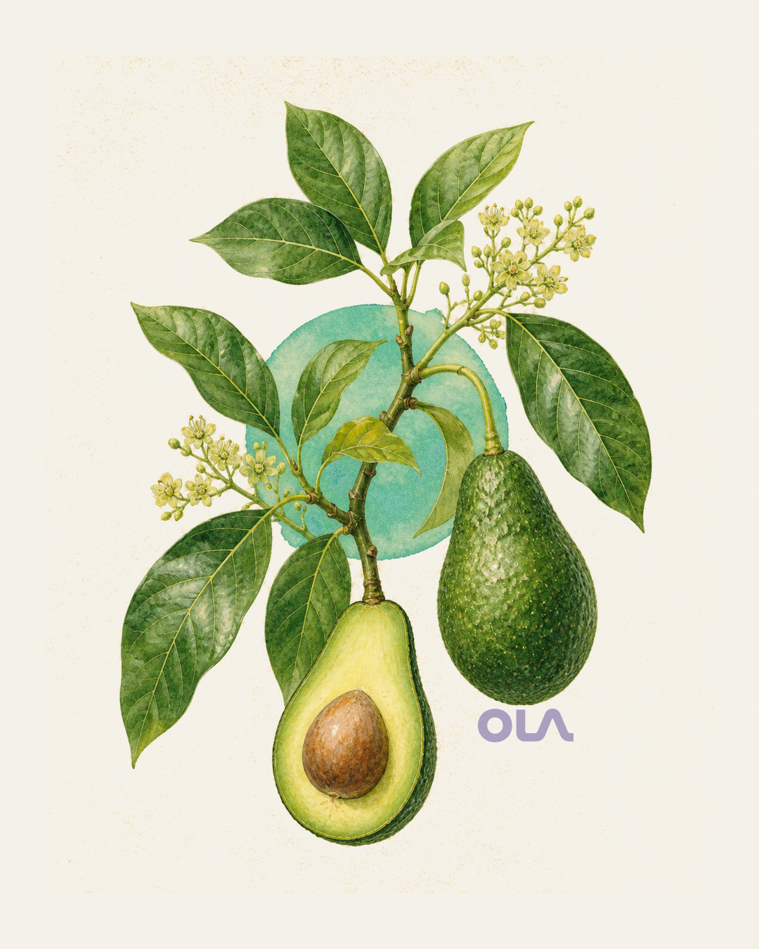 Acuarela botánica contemporánea de Palta o aguacate