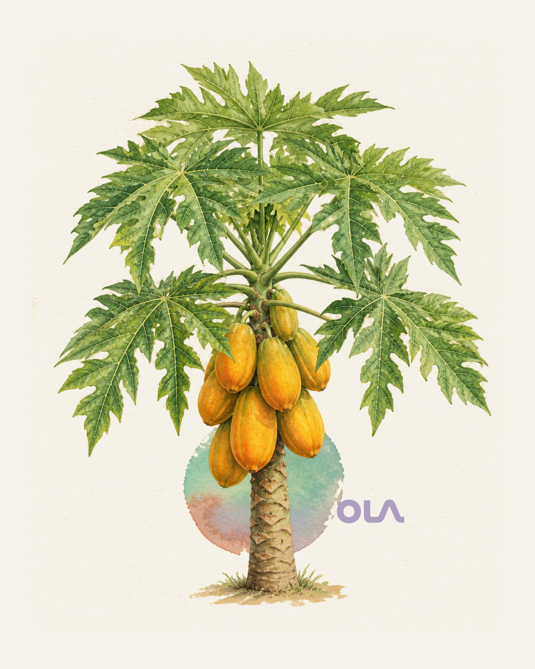Acuarela botánica contemporánea de Papaya