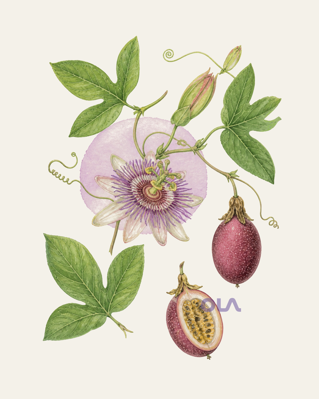 Acuarela botánica contemporánea de Pasiflora encarnada