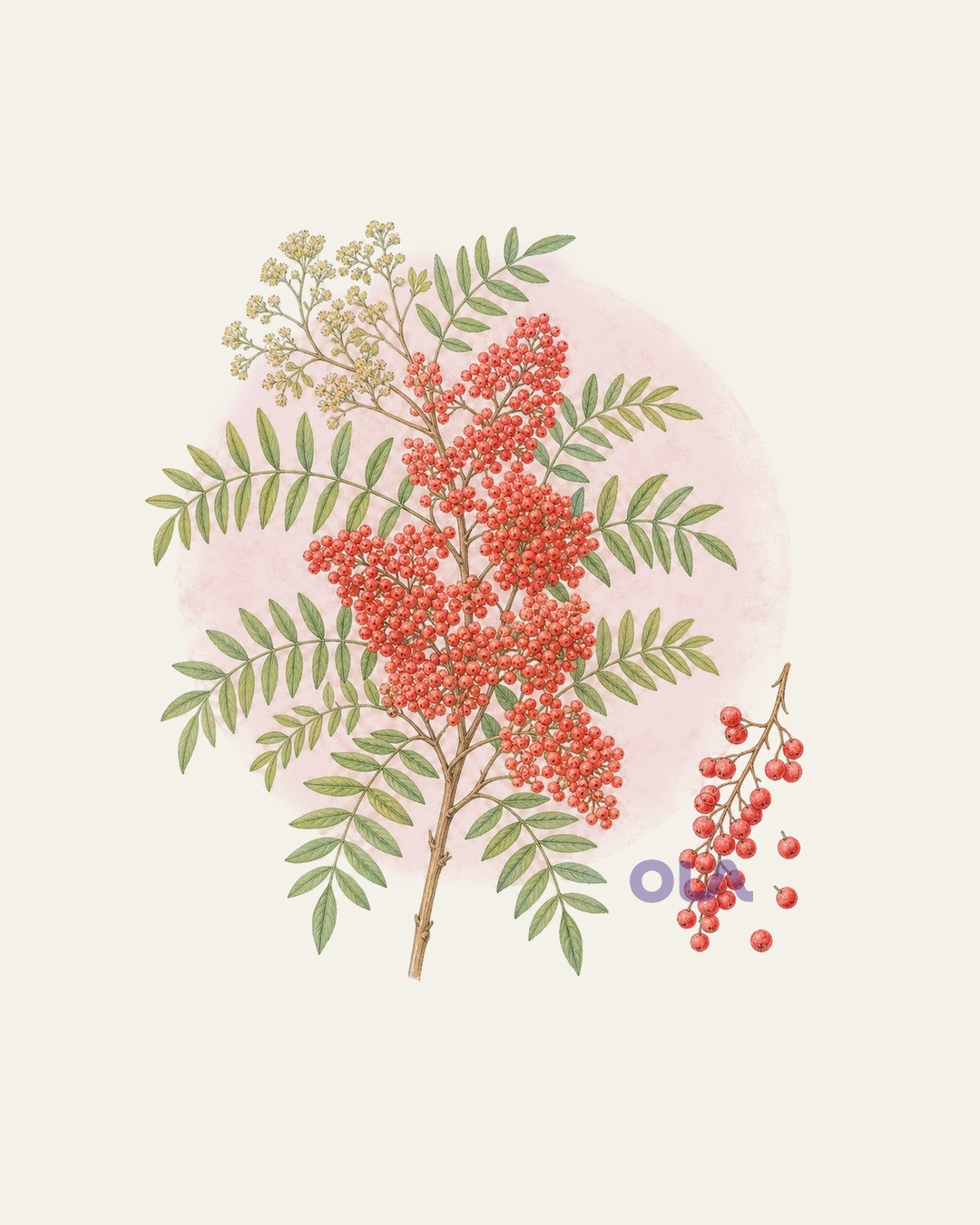 Acuarela botánica contemporánea de pimienta rosa con flores y frutos