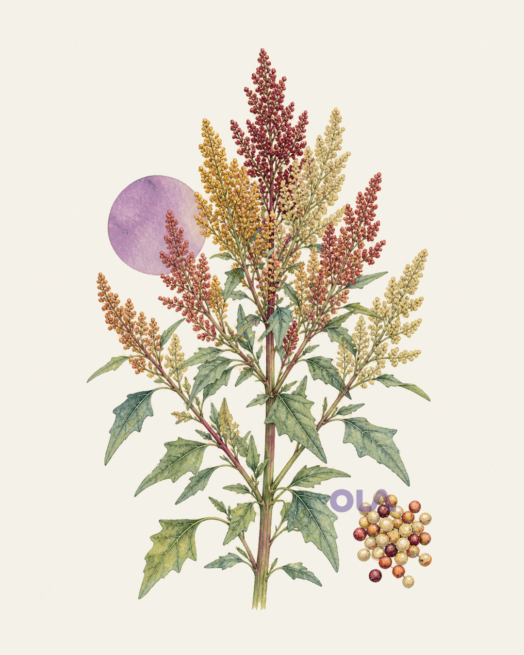 Acuarela botánica contemporánea de Quinoa