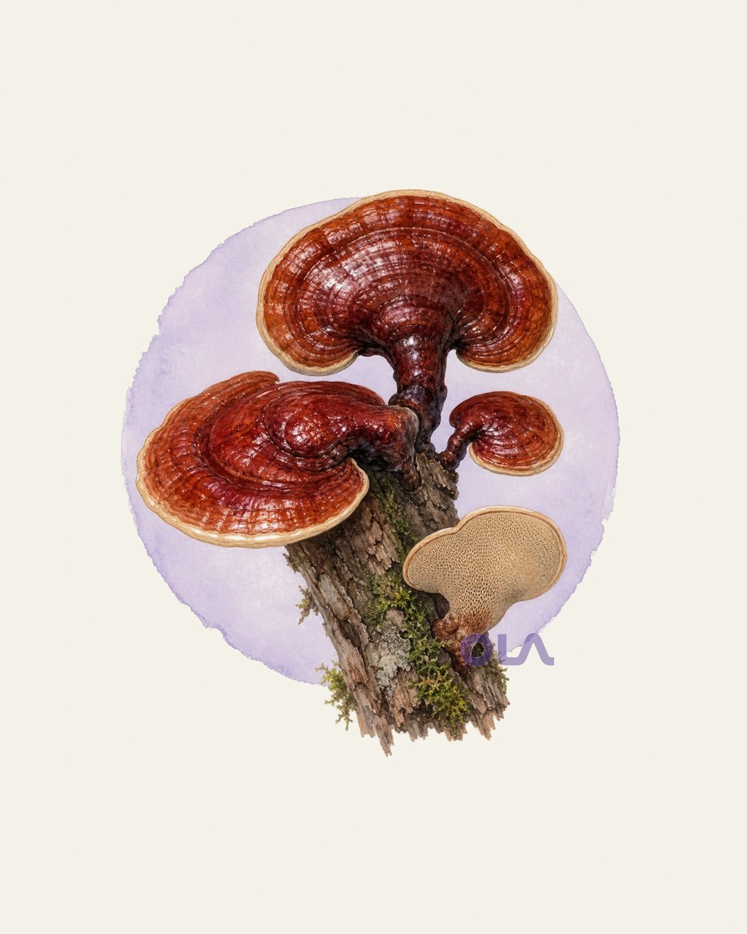 Acuarela micológica contemporánea de reishi