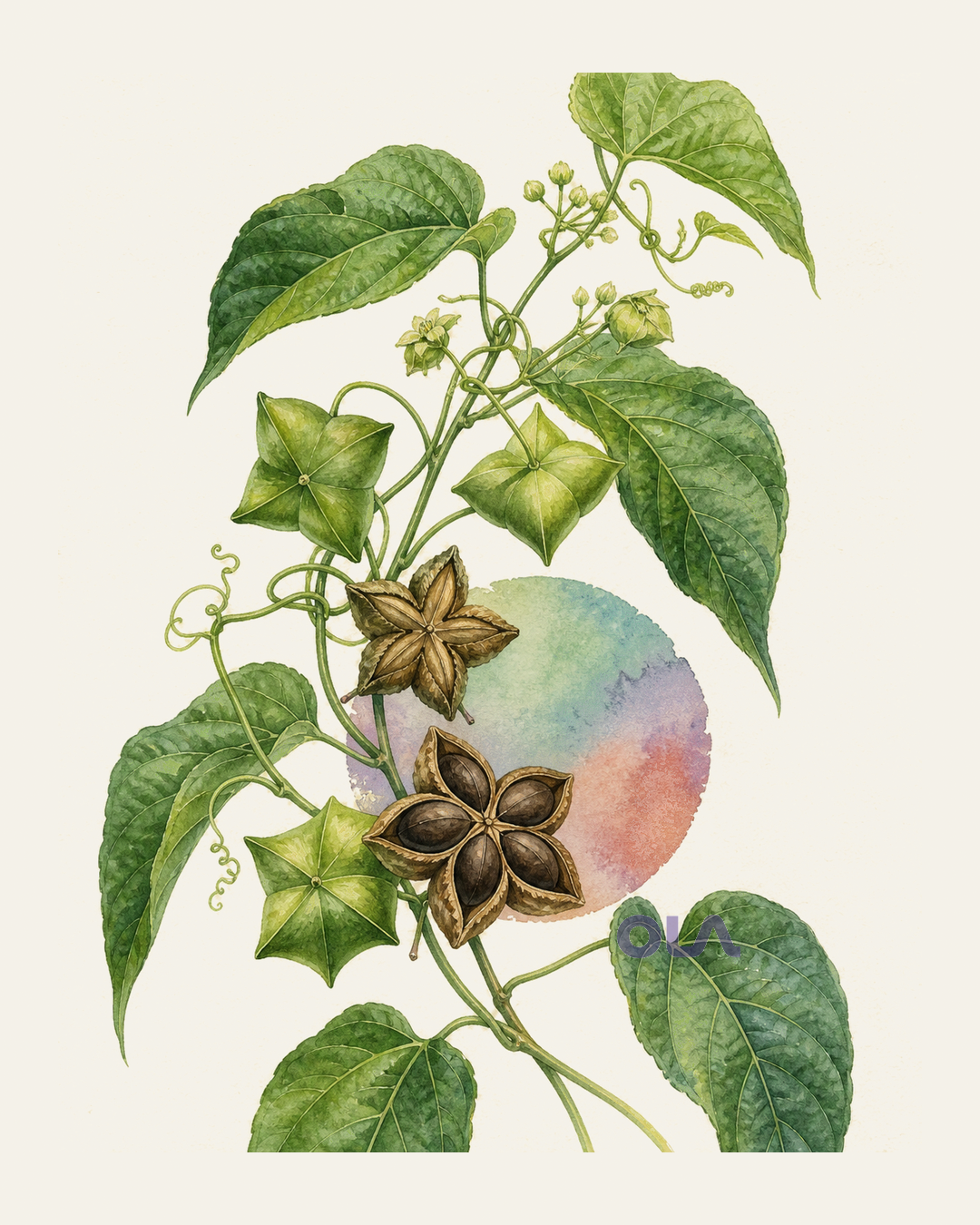 Acuarela botánica contemporánea de Sacha inchi